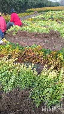 高度40厘米金叶女贞小苗