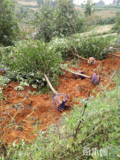 高度2000厘米球花石楠