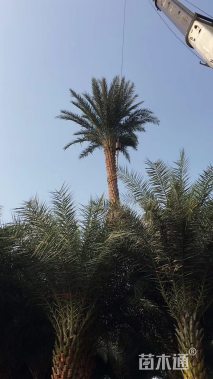 裸干高700厘米中东海枣