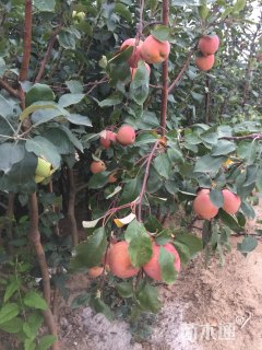 高度700厘米红色之爱苹果