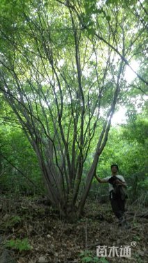高度800厘米丛生五角枫