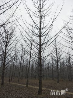 25公分银杏