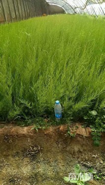 柽柳