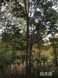 15公分构树