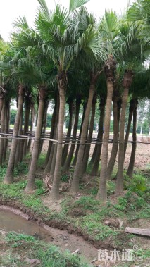 裸干高150厘米蒲葵