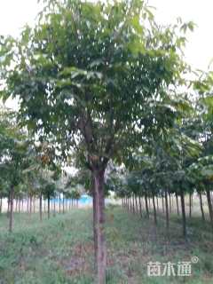 15公分七叶树