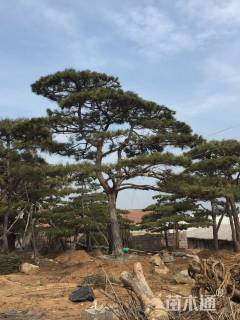 造型油松