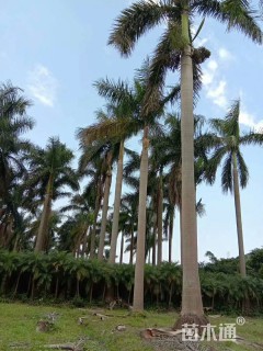 裸干高800厘米大王椰子