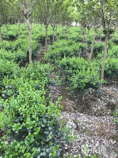 冠幅50厘米无刺枸骨球