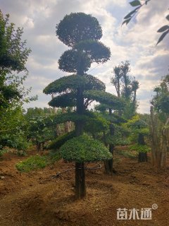 320厘米造型对节白蜡