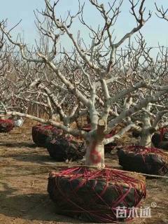 高度1700厘米无花果