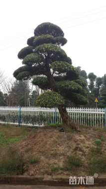 10公分造型罗汉松