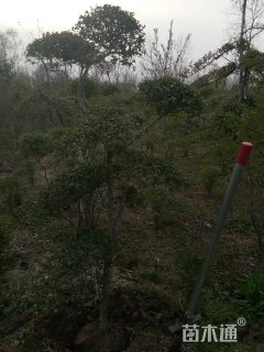 10公分造型龙柏