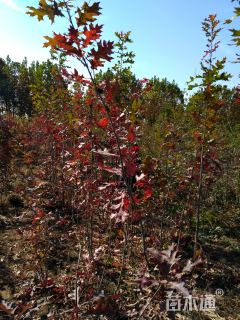 1.5公分北美红栎