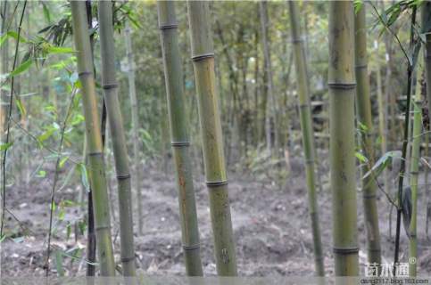 3公分斑竹