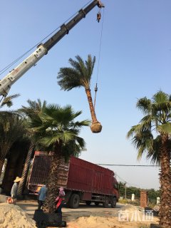 裸干高500厘米中东海枣