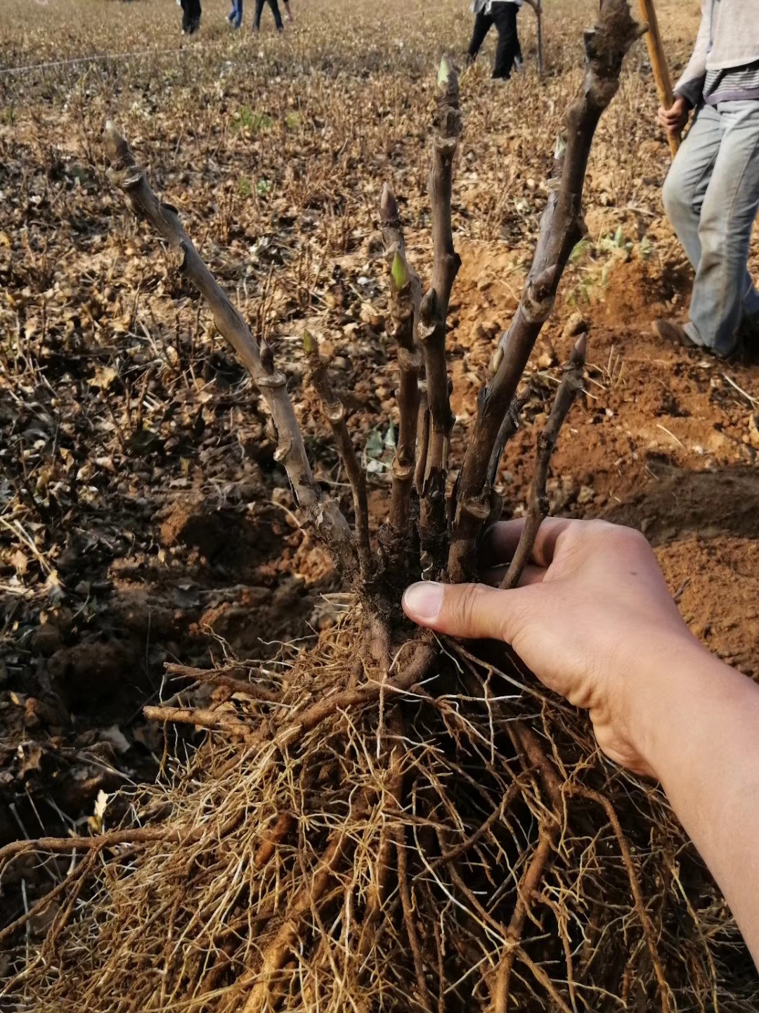 高度30厘米牡丹