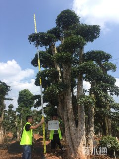 造型椤木石楠