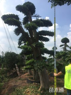 造型榆树