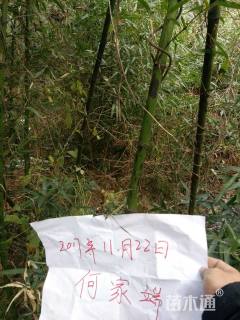 高度1.5厘米花斑竹