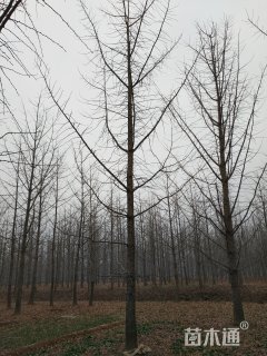 30公分银杏