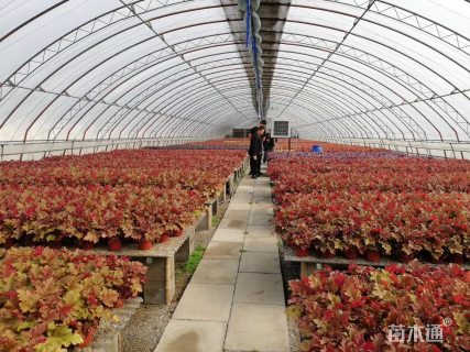 高度20厘米矾根