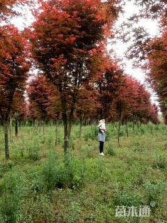 高度500厘米三季红红枫