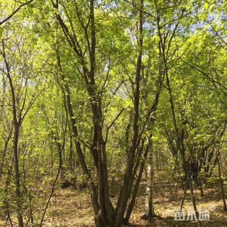 高度500厘米丛生五角枫