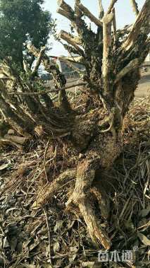 22公分瓜子黄杨球