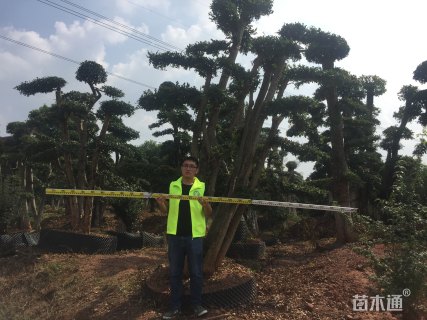 造型榆树