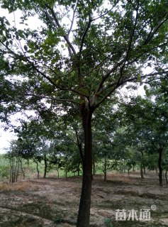 25公分榔榆