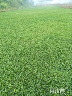 A-精品大叶油草