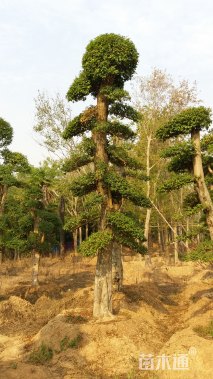 200厘米造型大叶女贞