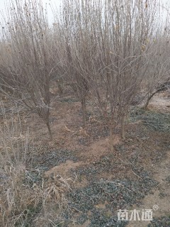 高度250厘米木槿