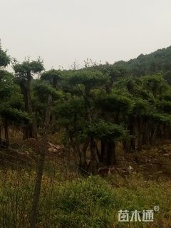 150厘米造型对节白蜡