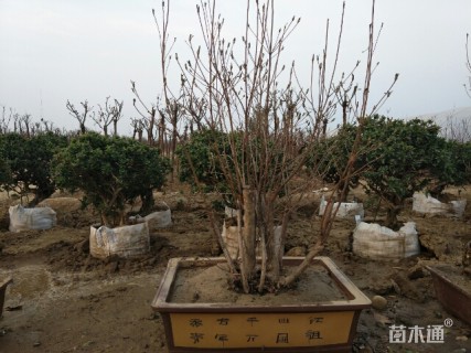 10公分造型杜鹃