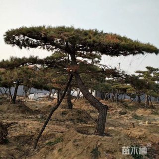 造型油松