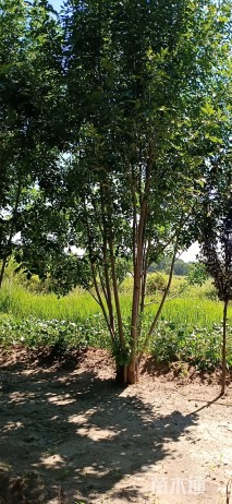 高度999厘米丛生白蜡