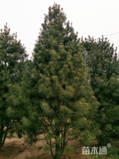高度450厘米白皮松