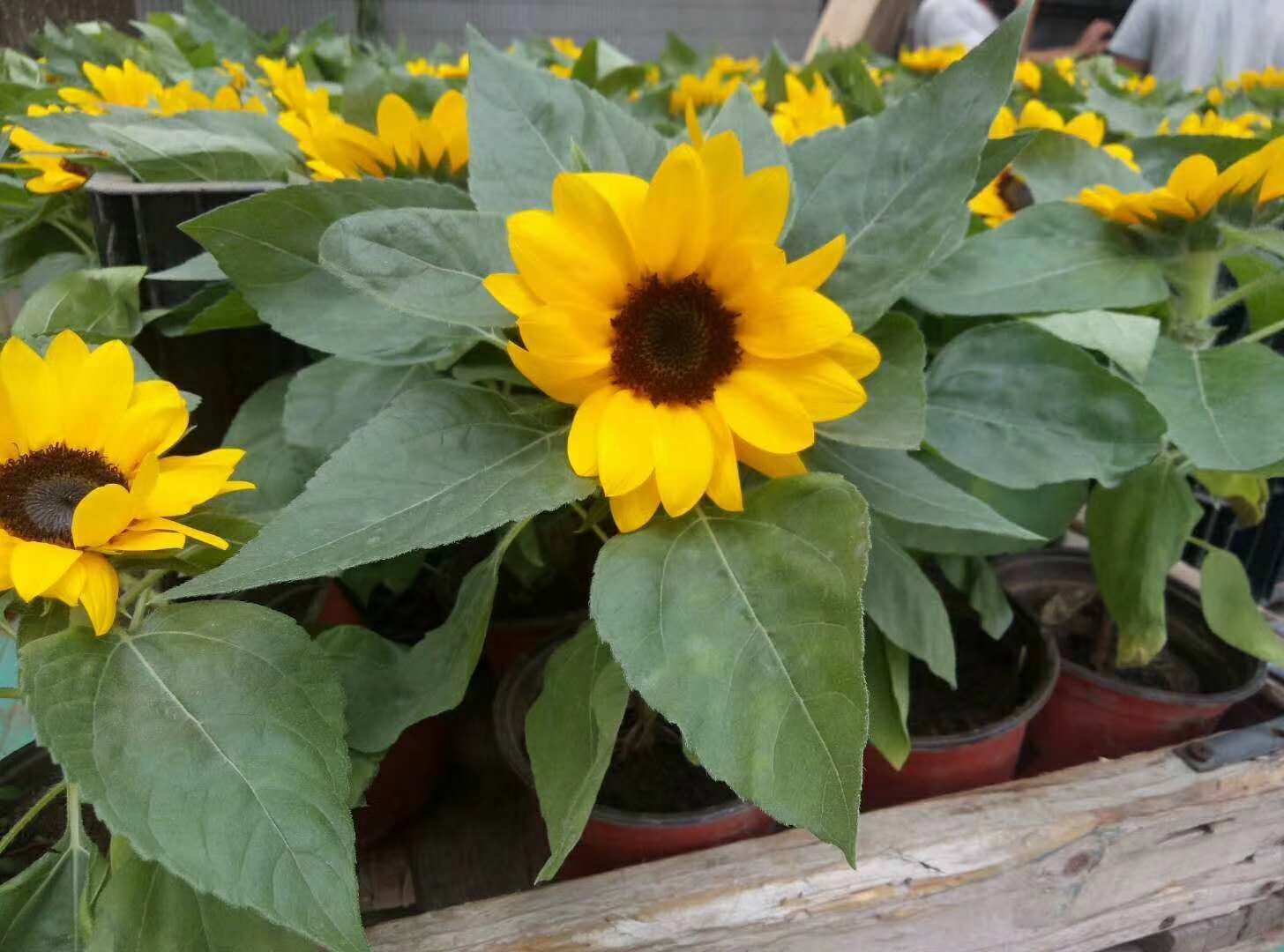 高度25厘米向日葵