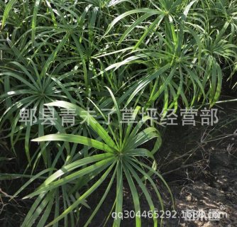 旱伞草