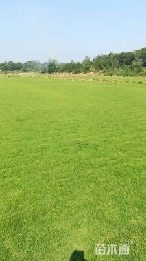 草块状百慕大草