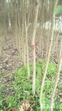 500厘米大叶女贞