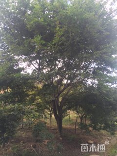 14公分红枫