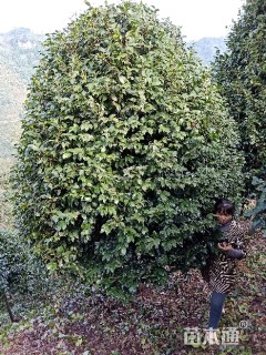 高度250厘米茶花