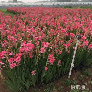 高度50厘米唐菖蒲