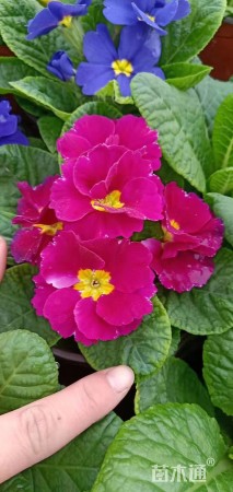 报春花