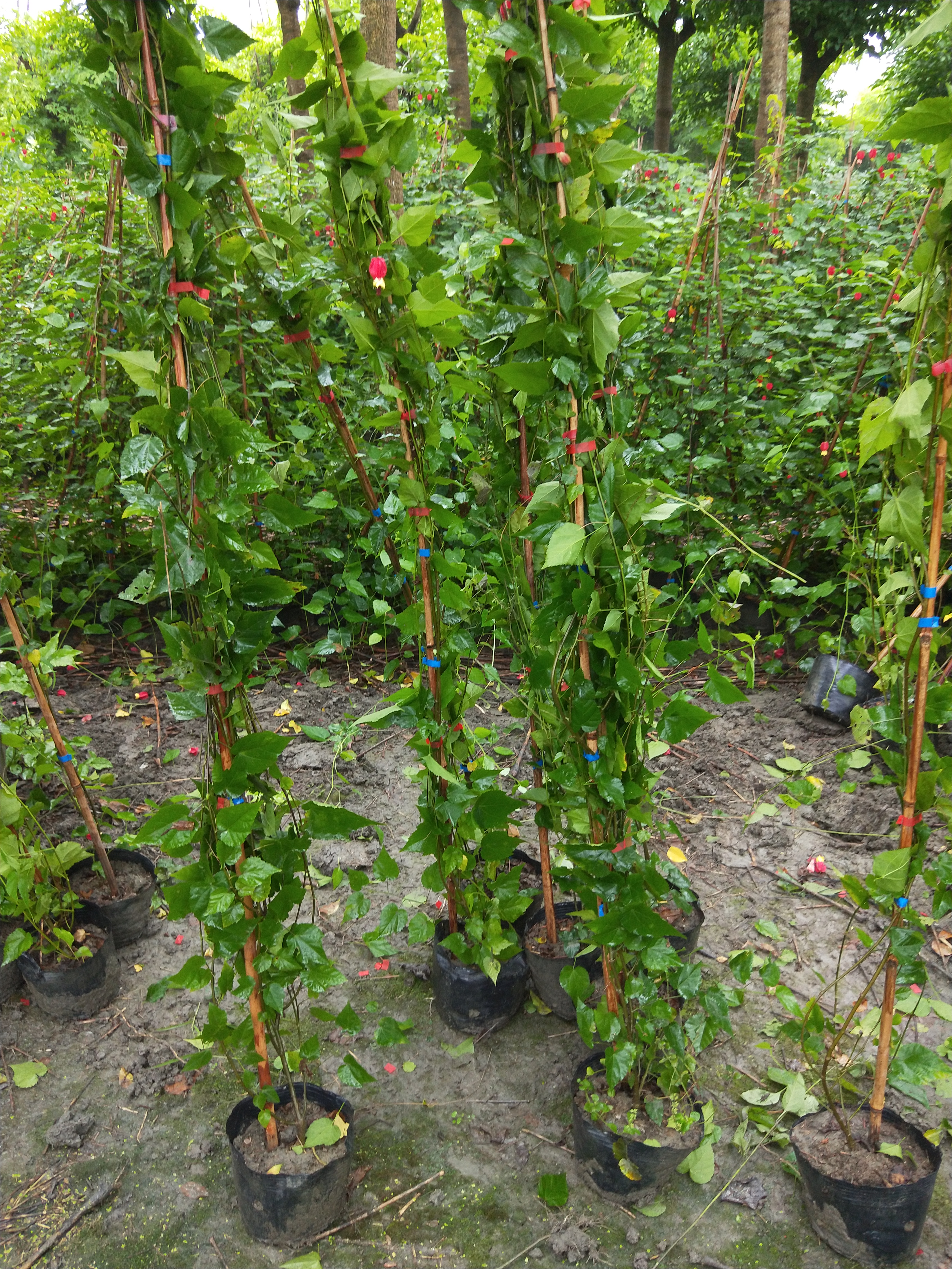 主蔓长100厘米蔓性风铃花