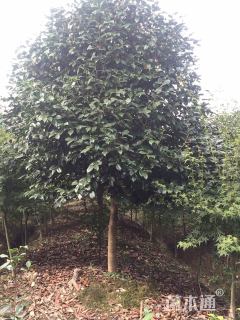 高度300厘米耐冬茶花