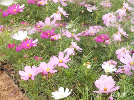 高度15厘米波斯菊